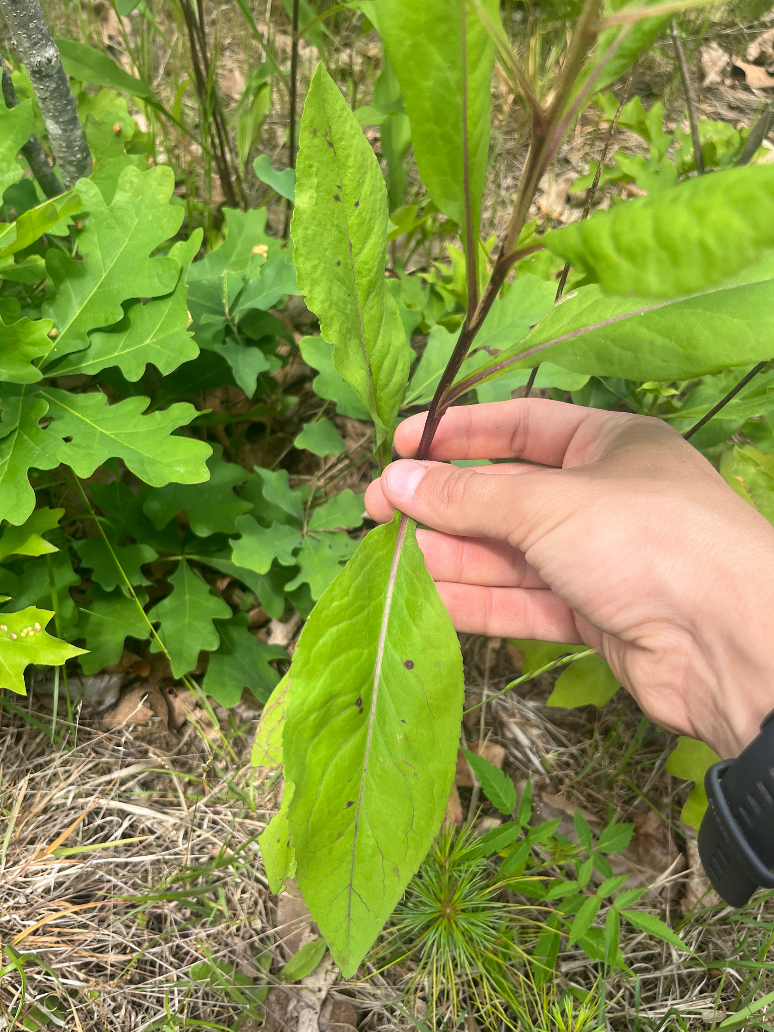 Solidago speciosa — habit