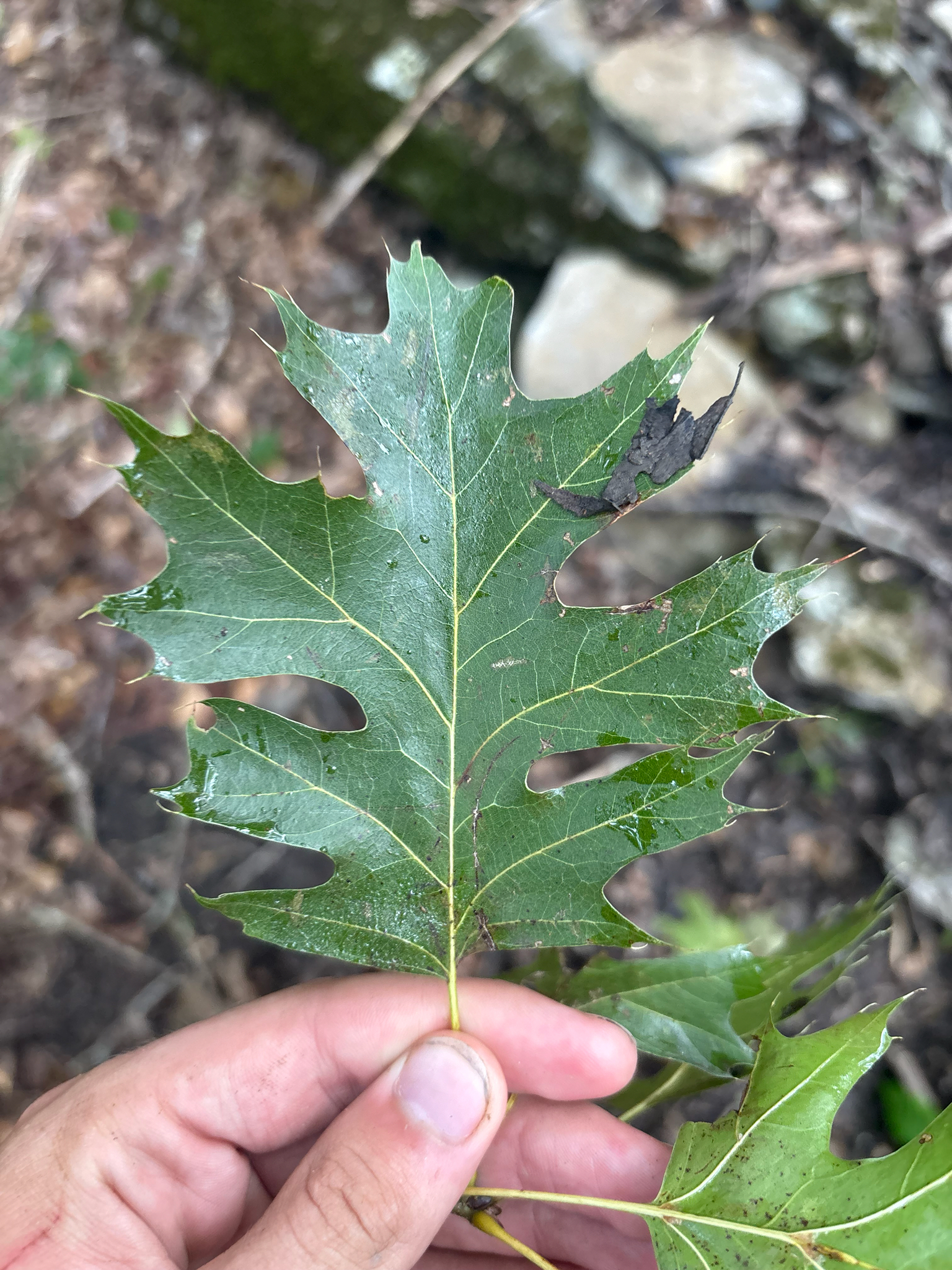 Quercus shumardii — habit