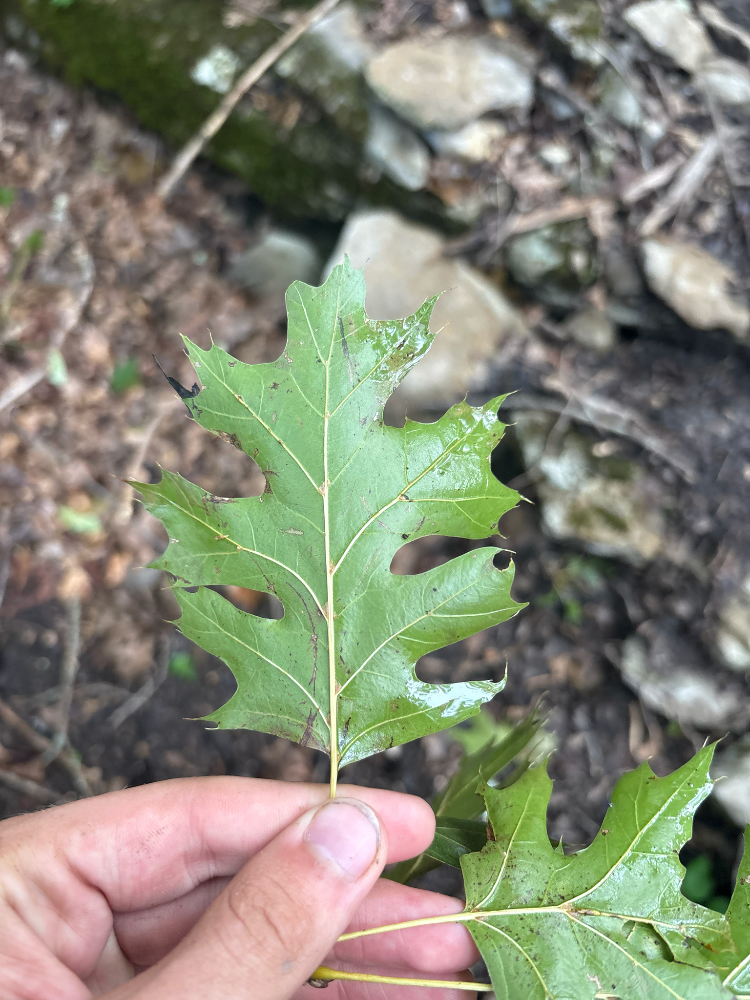Quercus shumardii — habit