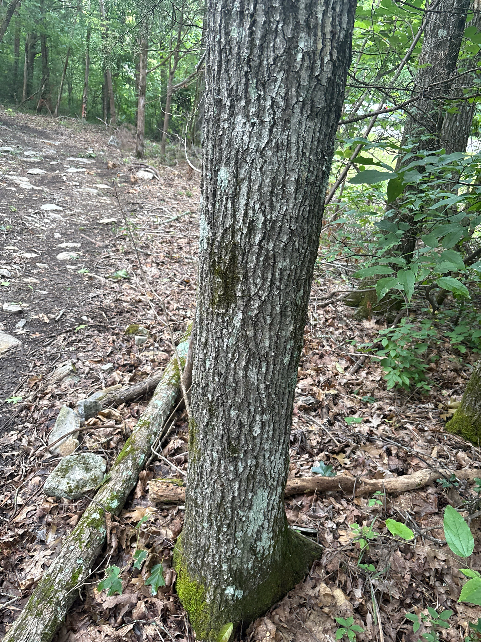 Quercus shumardii — habit