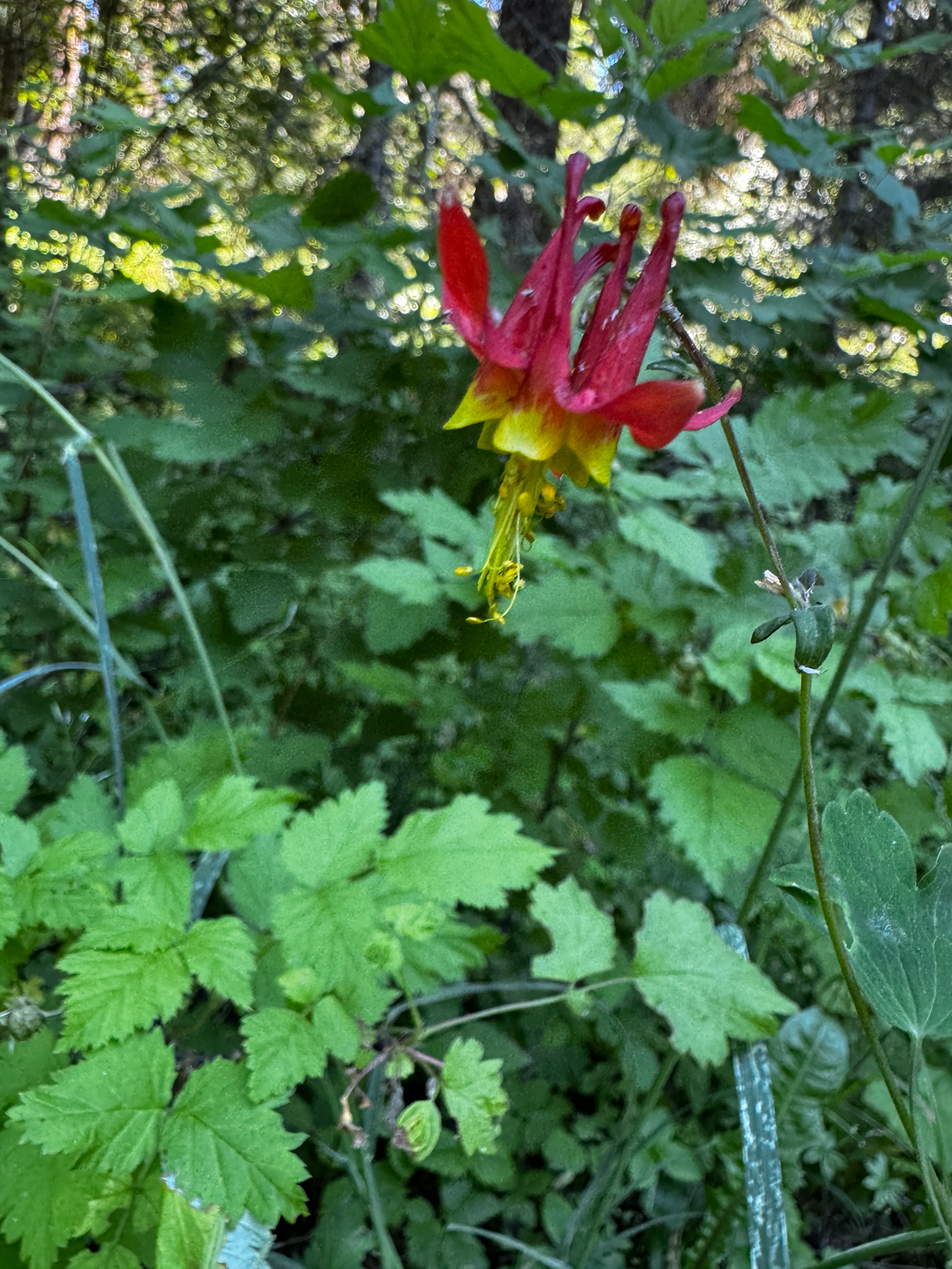 Aquilegia canadensis — habit