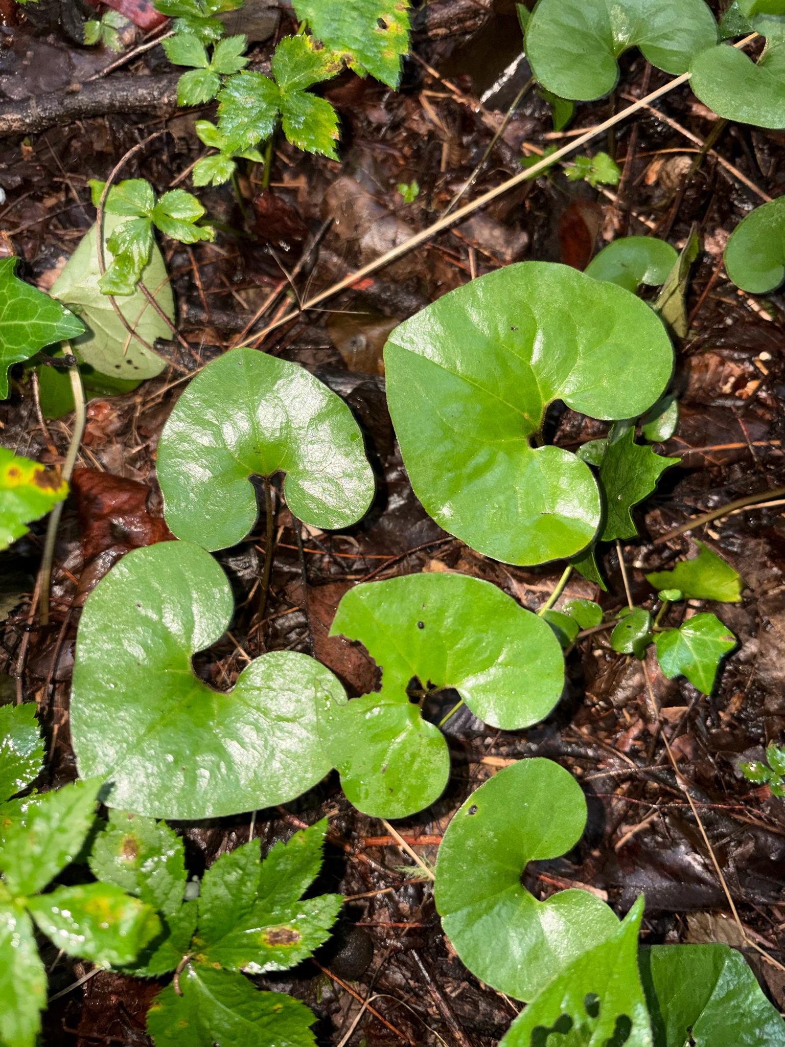 Asarum canadense — habit