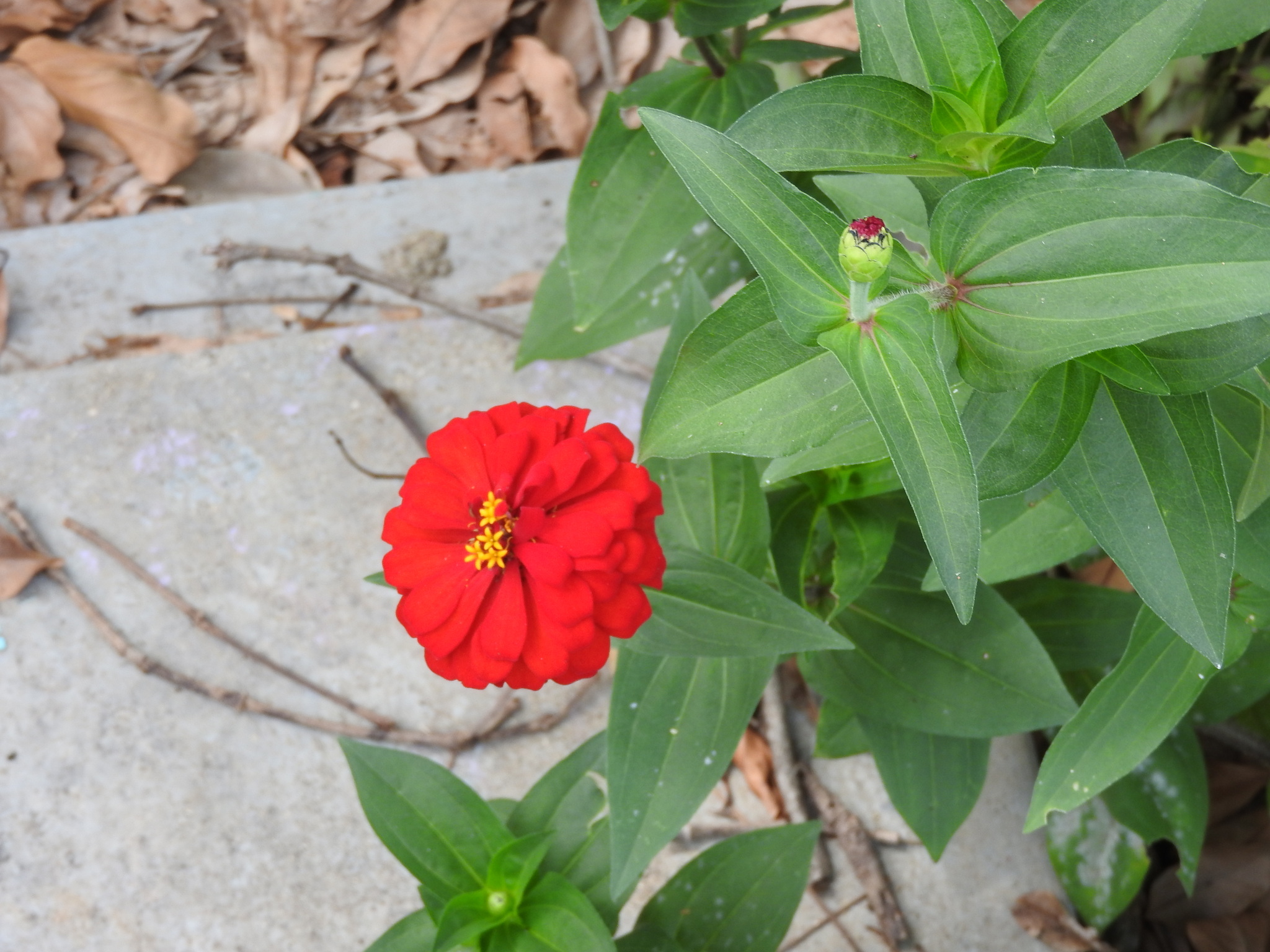Zinnia elegans — habit