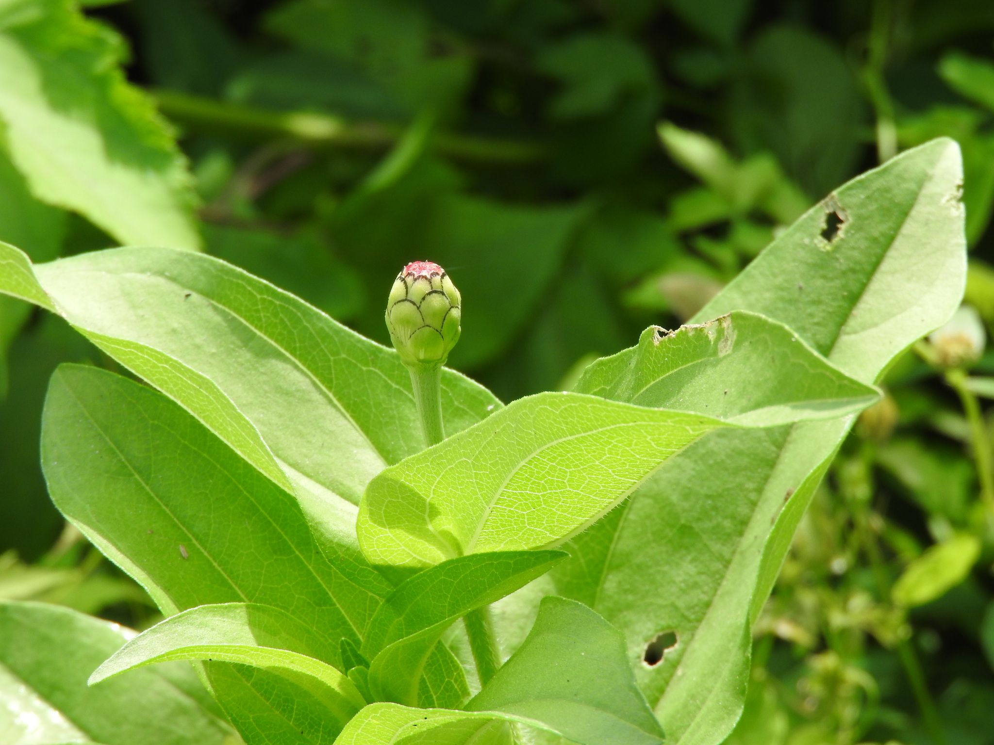 Zinnia elegans — habit