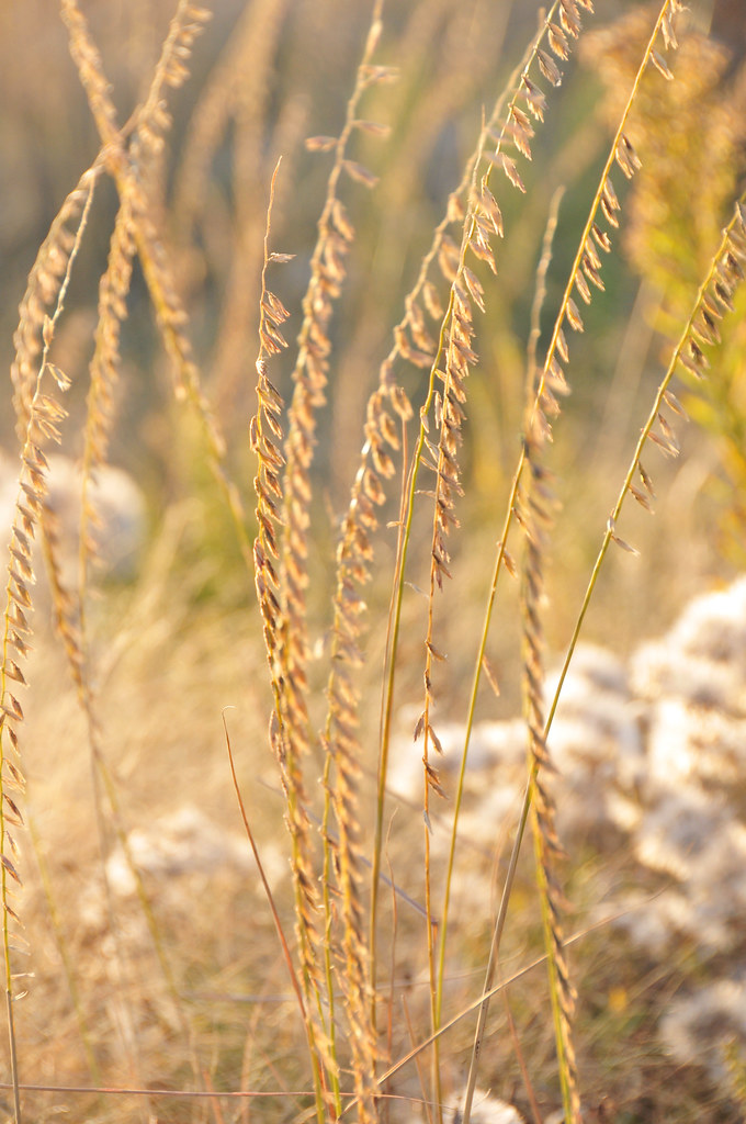Bouteloua curtipendula &mdash; habit