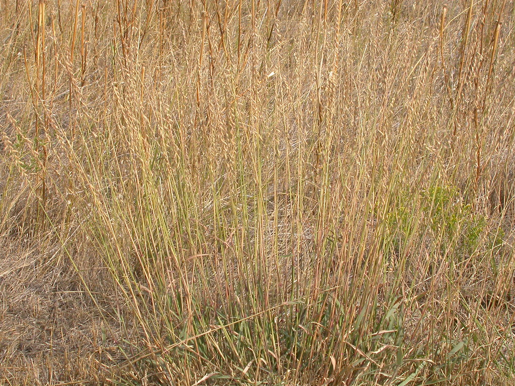 Bouteloua curtipendula &mdash; habit