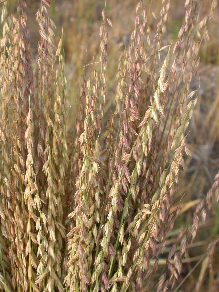 Bouteloua curtipendula &mdash; habit