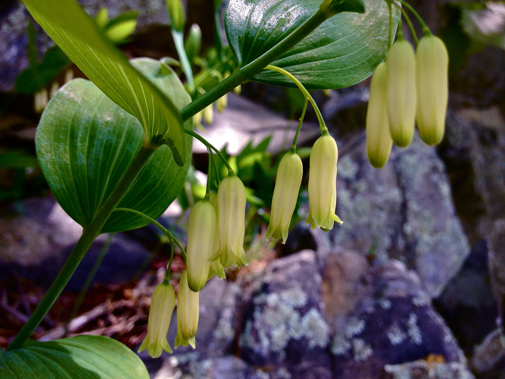 Polygonatum biflorum &mdash; habit