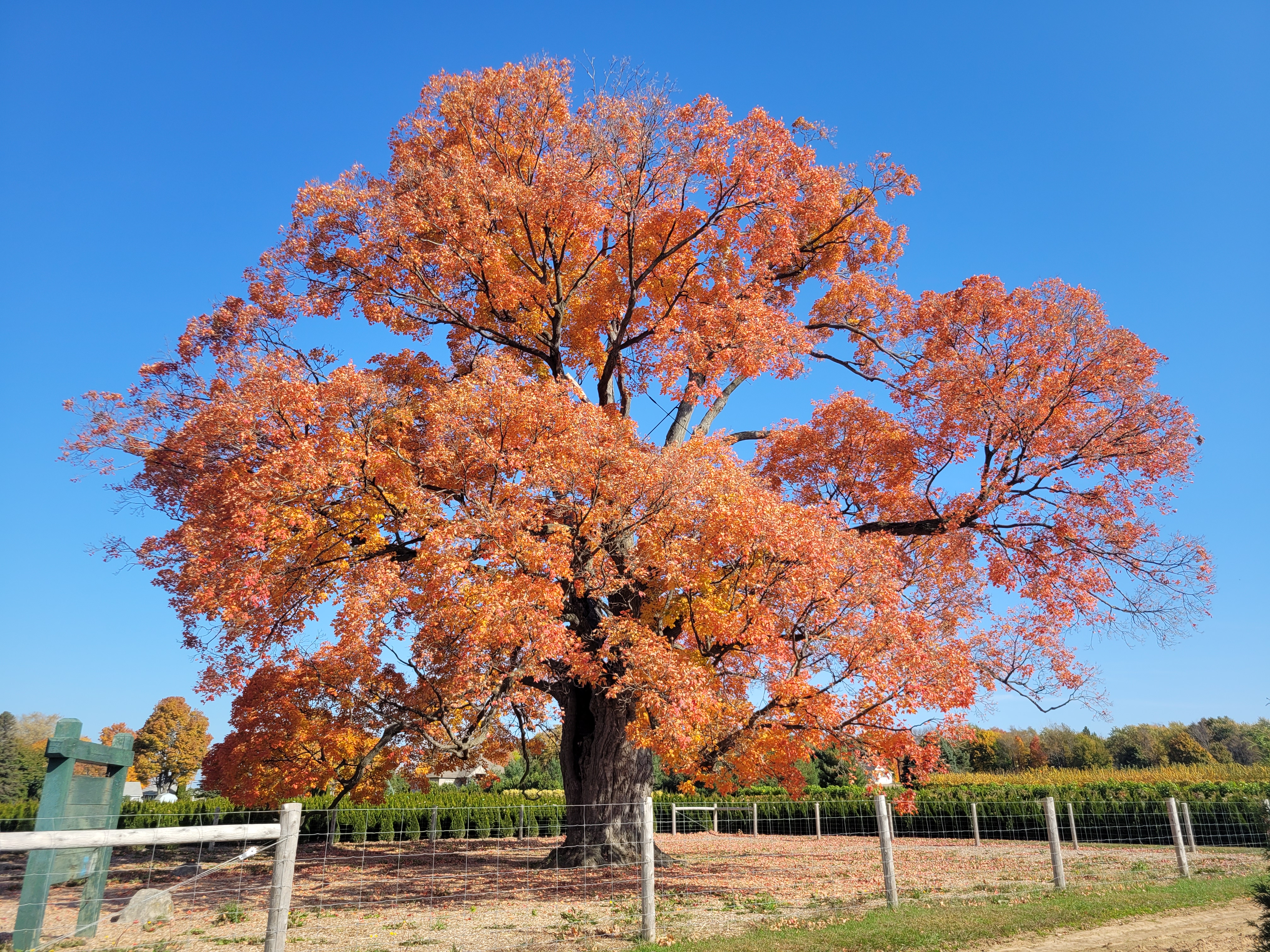Acer saccharum &mdash; habit