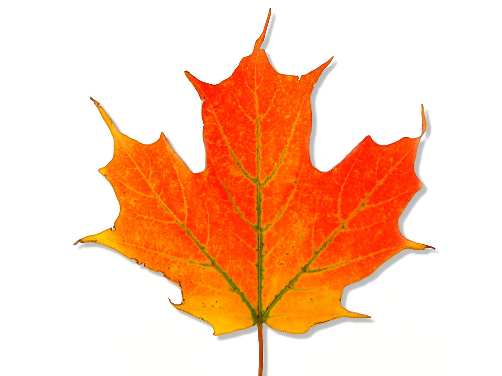 Acer saccharum &mdash; habit