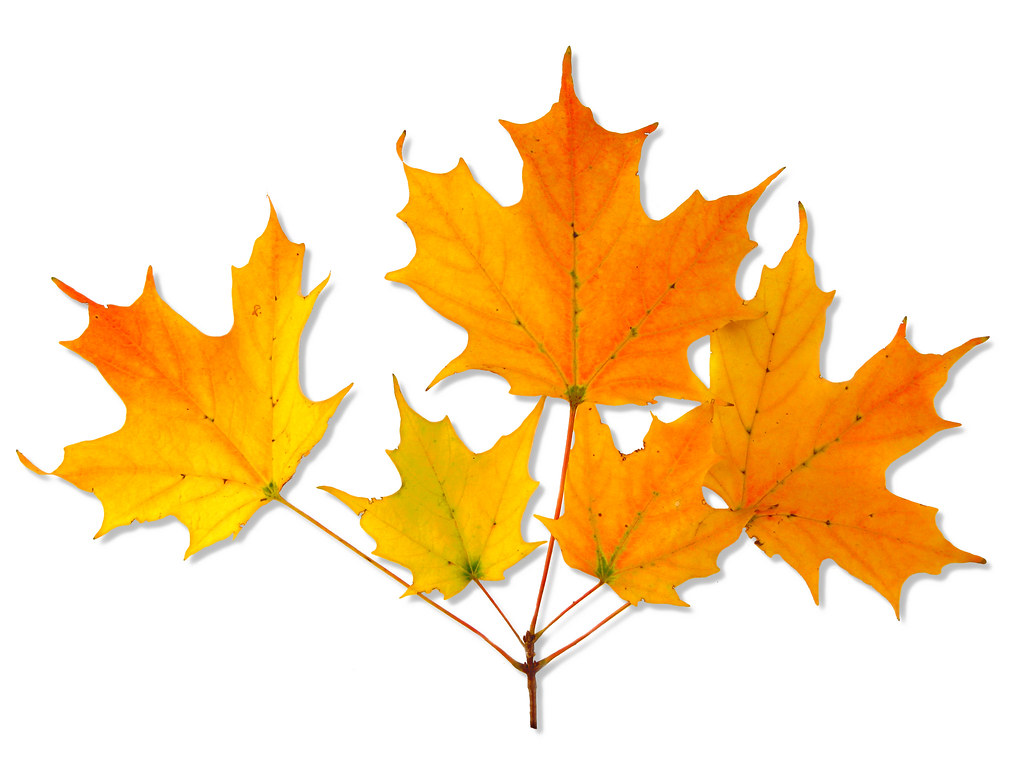 Acer saccharum &mdash; habit