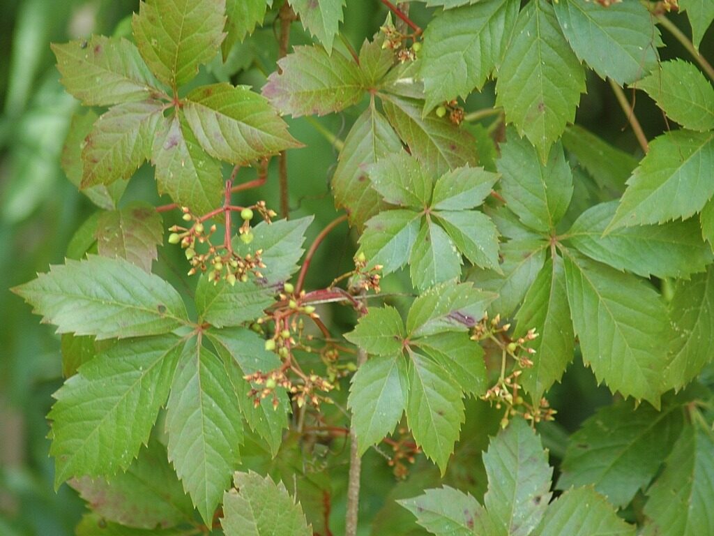 Virginia Creeper (Parthenocissus quinquefolia)