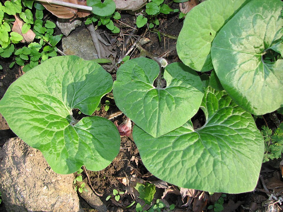 Wild Ginger (Asarum canadense)